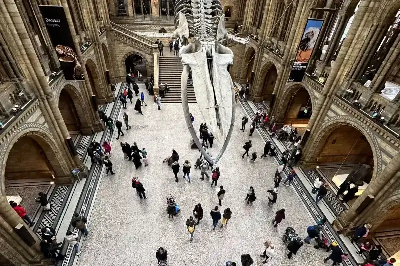 museum natural history overhead